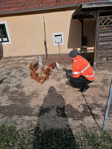 Unsere glücklichen Hühner